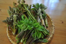 山菜