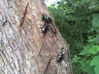 �J�u�g���V